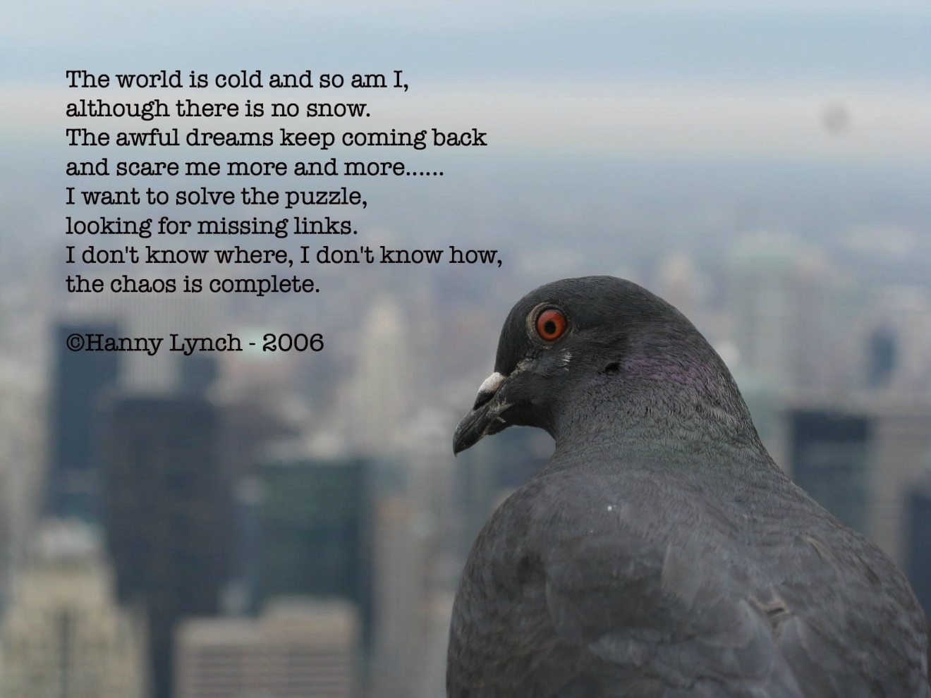Hanny Lynch poem pigeon